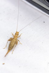 Arachnocephalus vestitus