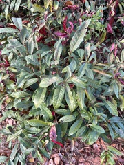 Excoecaria cochinchinensis