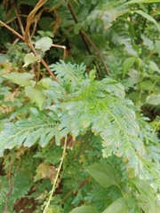 Selaginella willdenowii