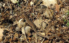 Psammodromus edwarsianus