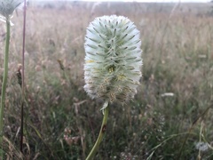 Ptilotus macrocephalus