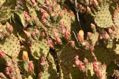 Opuntia azurea × rufida