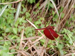 Neurothemis ramburii