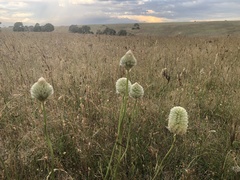 Ptilotus macrocephalus