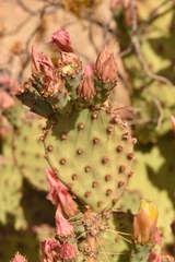 Opuntia azurea × rufida