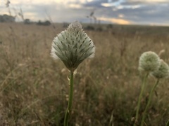Ptilotus macrocephalus