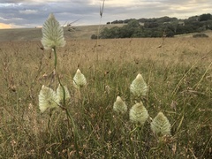 Ptilotus macrocephalus