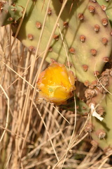 Opuntia azurea × rufida