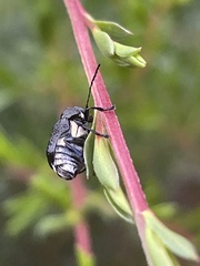 Aporocera scabrosa