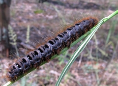 Lemonia dumi