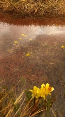 Ranunculus gunnianus