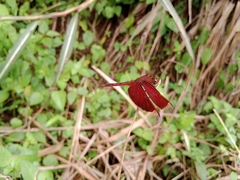 Neurothemis ramburii