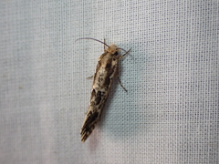 Moerarchis inconcisella