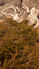 Podocarpus lawrencei