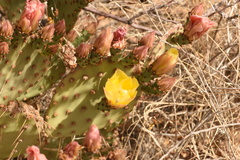 Opuntia azurea × rufida