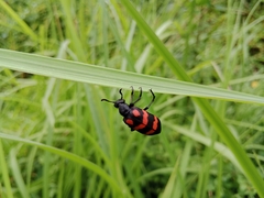 Hycleus biundulatus