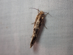 Moerarchis inconcisella