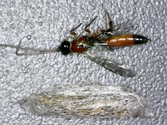 Diadromus collaris