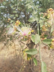Capparis tomentosa