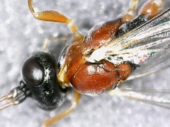 Diadromus collaris