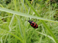 Hycleus biundulatus