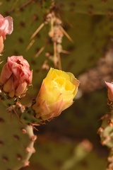Opuntia azurea × rufida