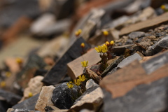 Saxifraga macrocalyx