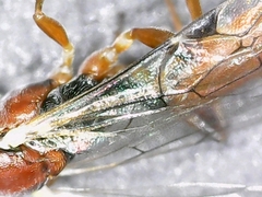 Diadromus collaris