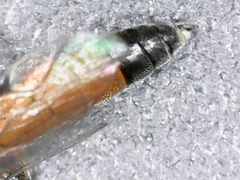 Diadromus collaris