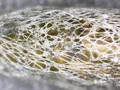 Diadromus collaris