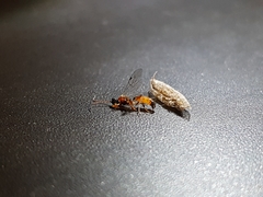 Diadromus collaris