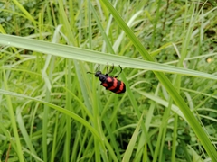 Hycleus biundulatus
