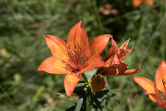 Lilium bulbiferum