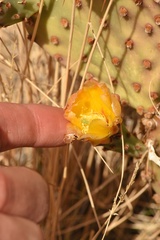 Opuntia azurea × rufida