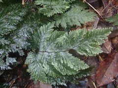 Trichomanes cupressoides