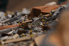 Saxifraga macrocalyx