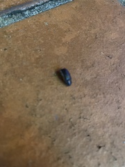 Chrysomeloidea