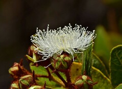 Angophora hispida