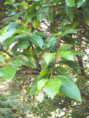 Ficus ampelos