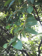 Ficus ampelos