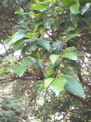 Ficus ampelos