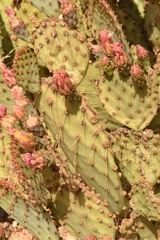 Opuntia azurea × rufida