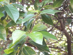 Ficus ampelos