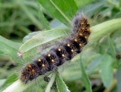 Acronicta auricoma