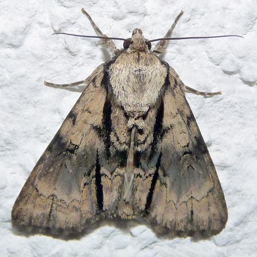 Alder Moth