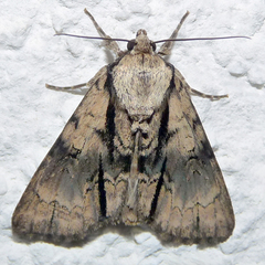 Acronicta alni