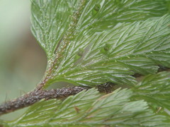 Trichomanes cupressoides