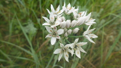 Allium ramosum