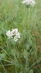 Allium ramosum