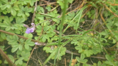 Polygala sibirica